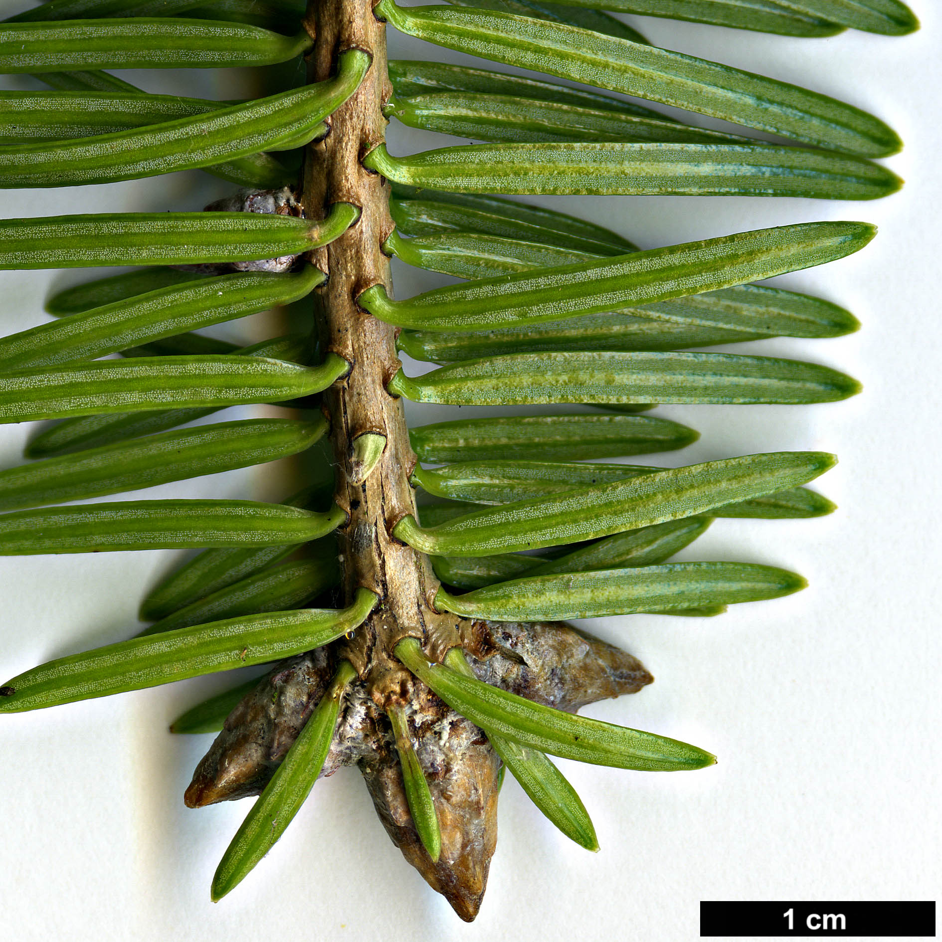 High resolution image: Family: Pinaceae - Genus: Abies - Taxon: chensiensis - SpeciesSub: subsp. yulongxueshanensis